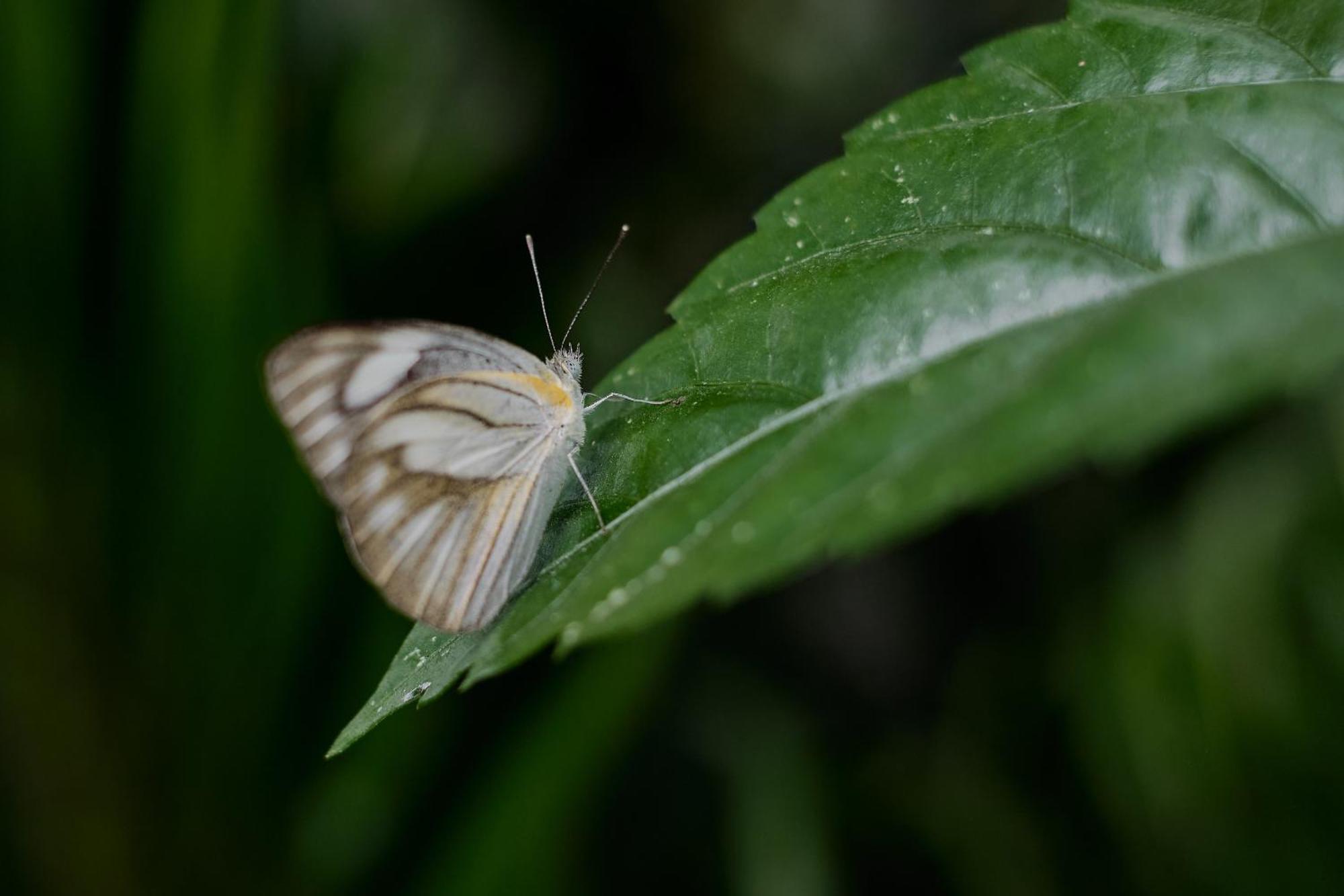 Uddhara Ubud Villa מראה חיצוני תמונה